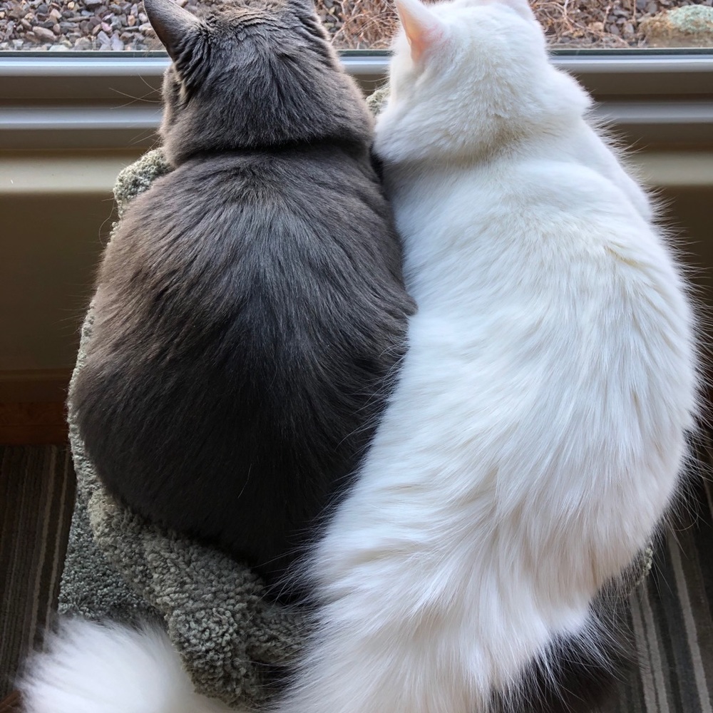 Meet your Posher, Tanya